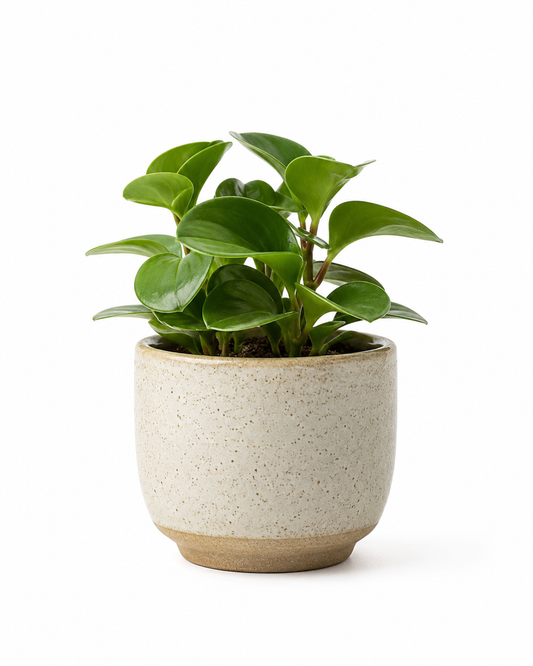 Small Ceramic Plant Pot